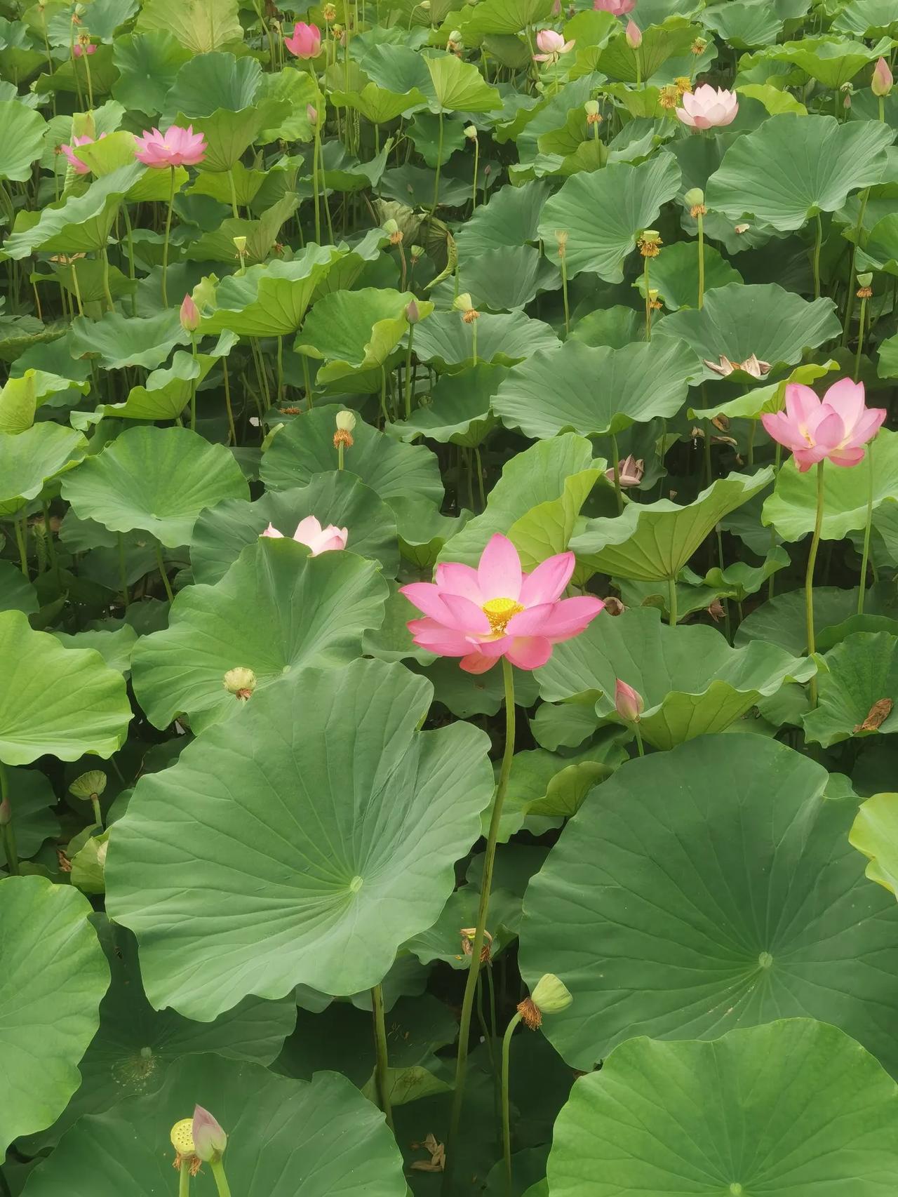 没有大太阳
没有闷热
唯有凉凉的风 
唯有满池的荷花
​这就是夏天的小惊喜你总是
