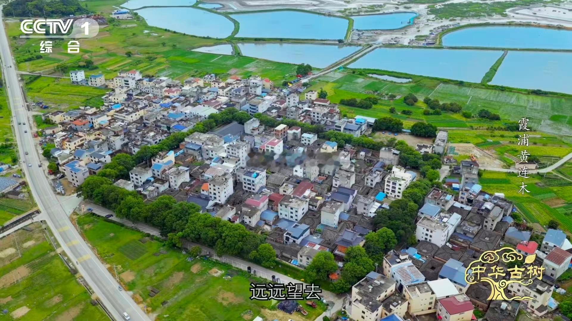 福建霞浦海岸线的绿色传奇！传胪村112株古树与石墙共生数百年，主根深扎地下，侧根