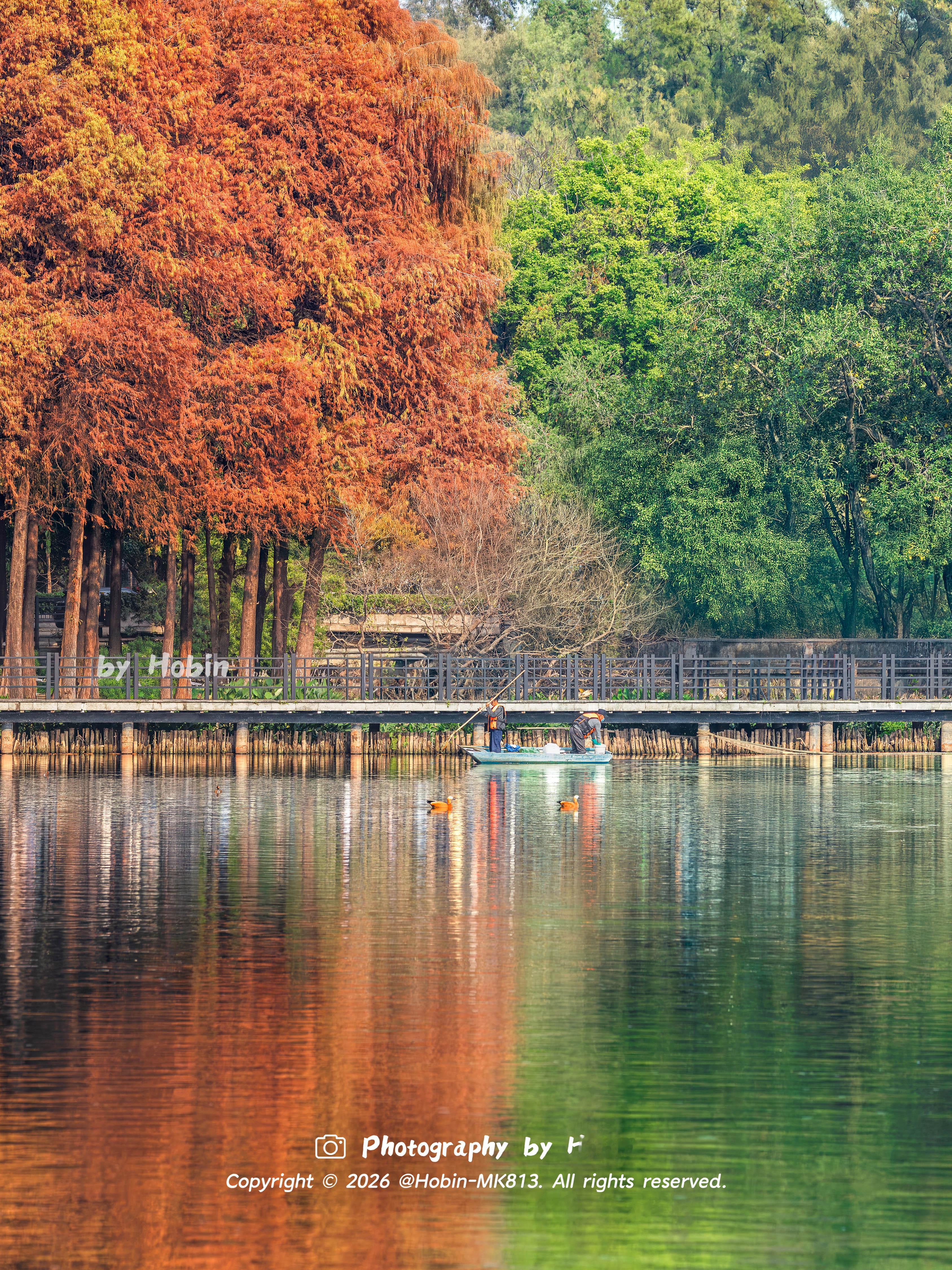 广州冬天如焦糖色的油画🧡落羽杉与碧波相融，宛如调色盘倾洒，定格成治愈的静谧诗画