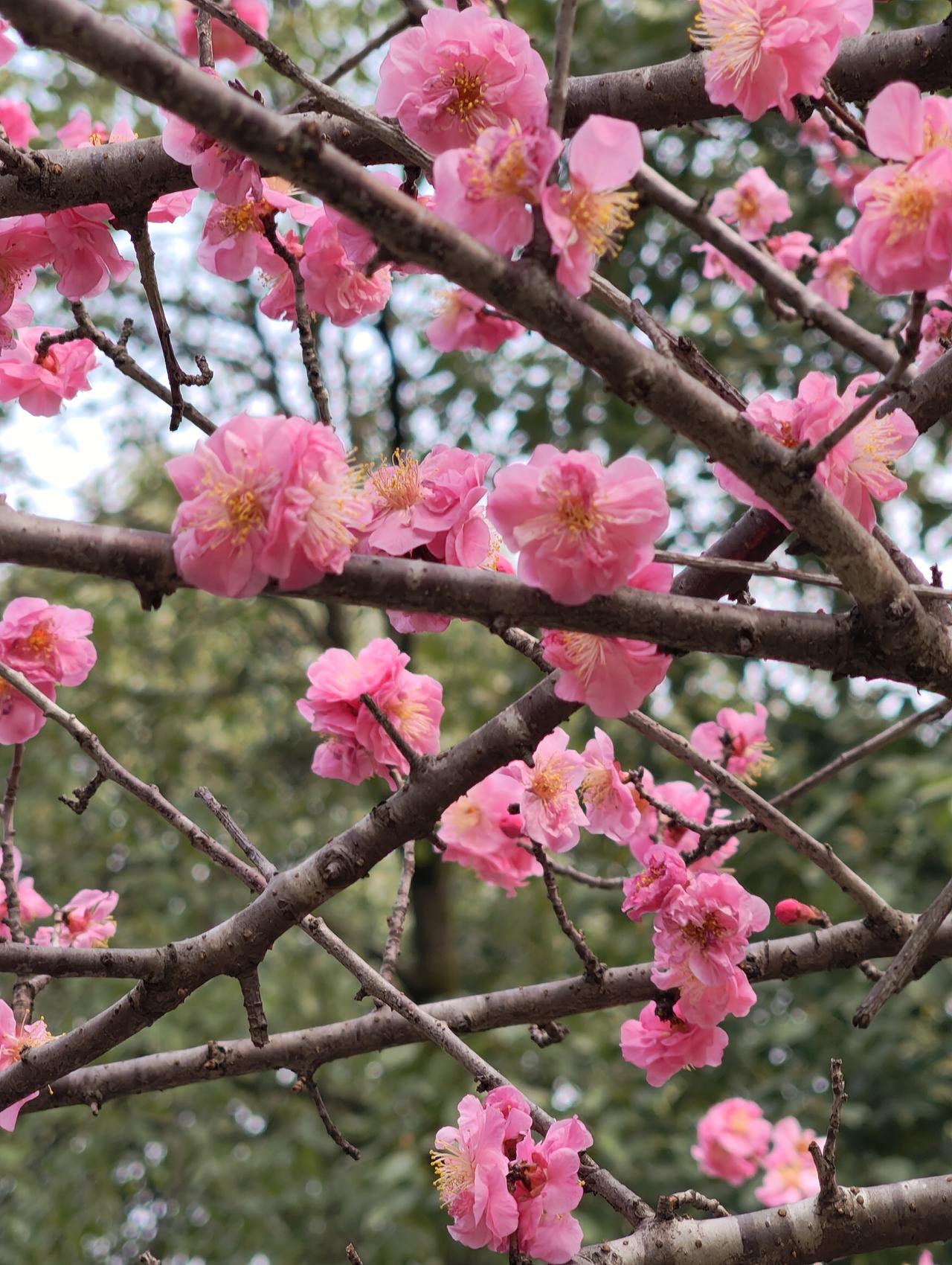 61岁的阚婆婆为了给80岁的老母亲一个惊喜，特意从河北保定出发，坐了整整26个小