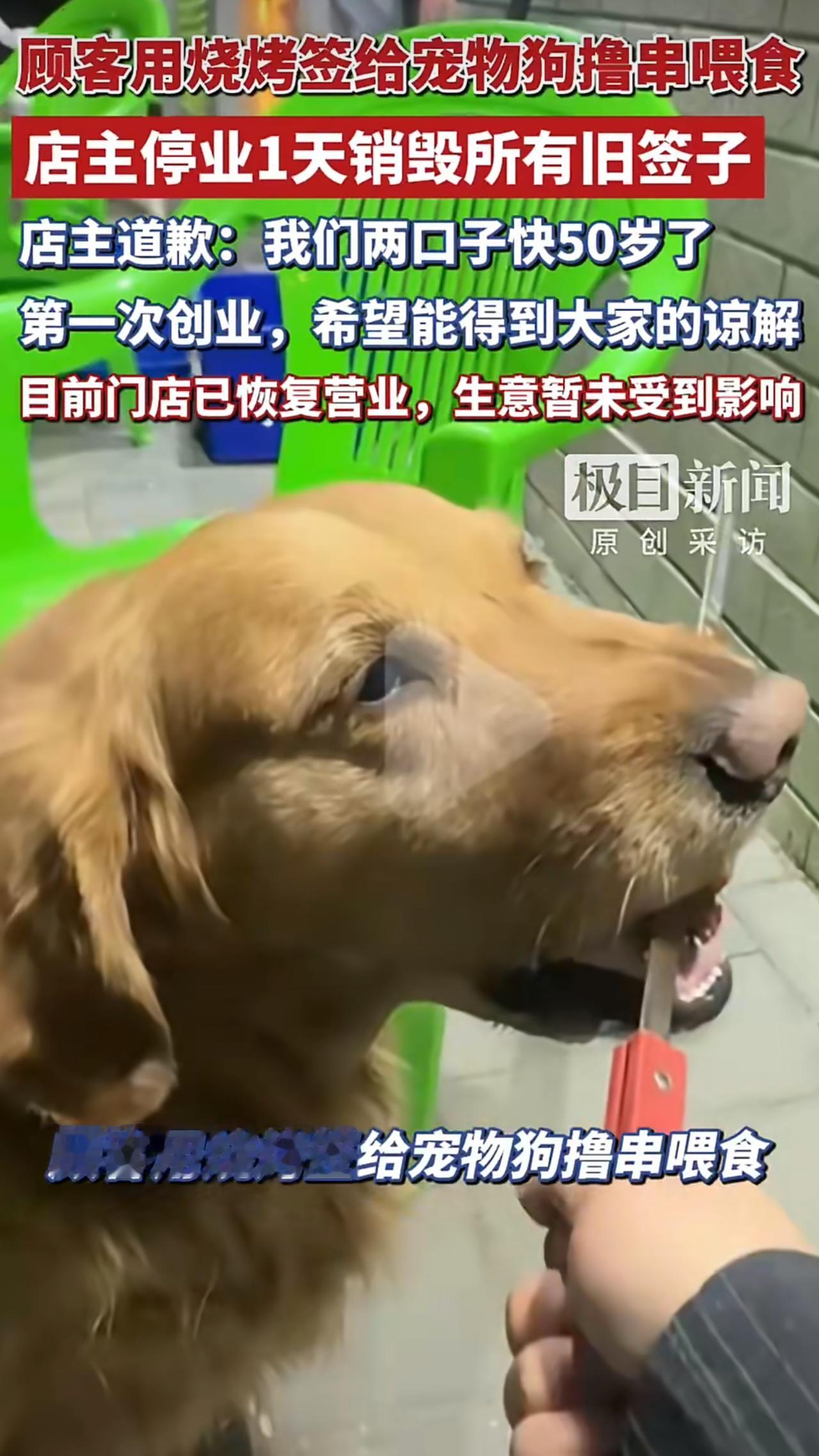 在赤峰一家生意红火的烧烤店里，一位带着宠物狗来吃饭的顾客，竟然顺手拿起店里给客人