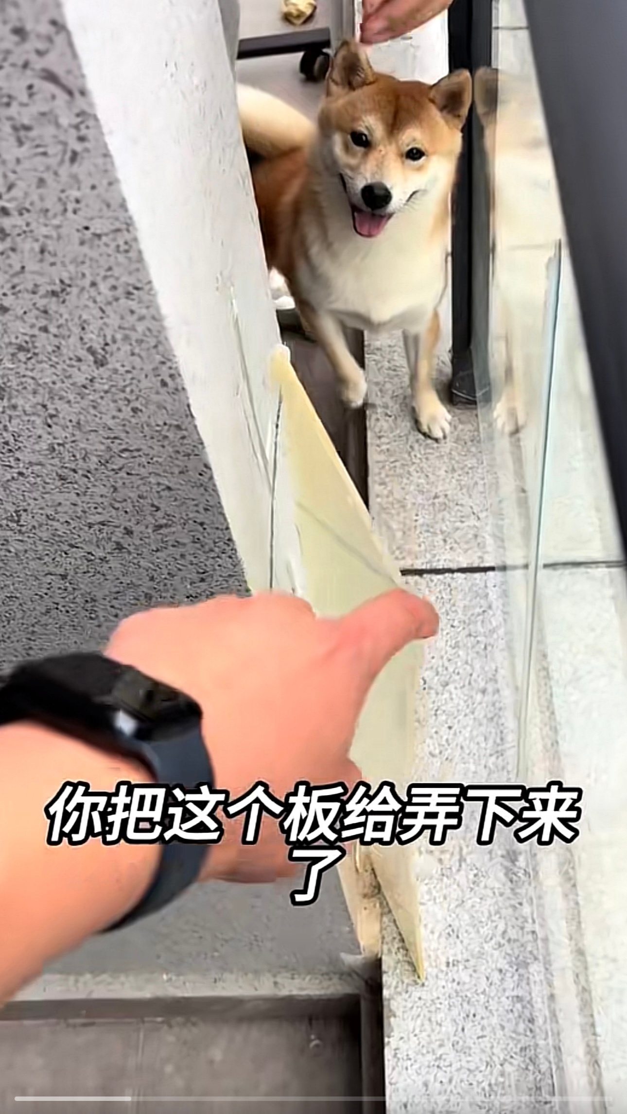那对阳台一起养柴犬的cp，太久没刷到了，刚刚一看，那块亚克力板终于是掉了[笑cr