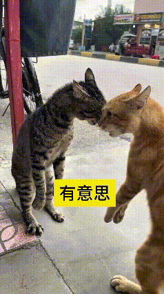 哎呀妈呀老铁快看！
这狸花跟大橘打架可太讲究了，跟别的猫一点不一样
俩猫面对面站