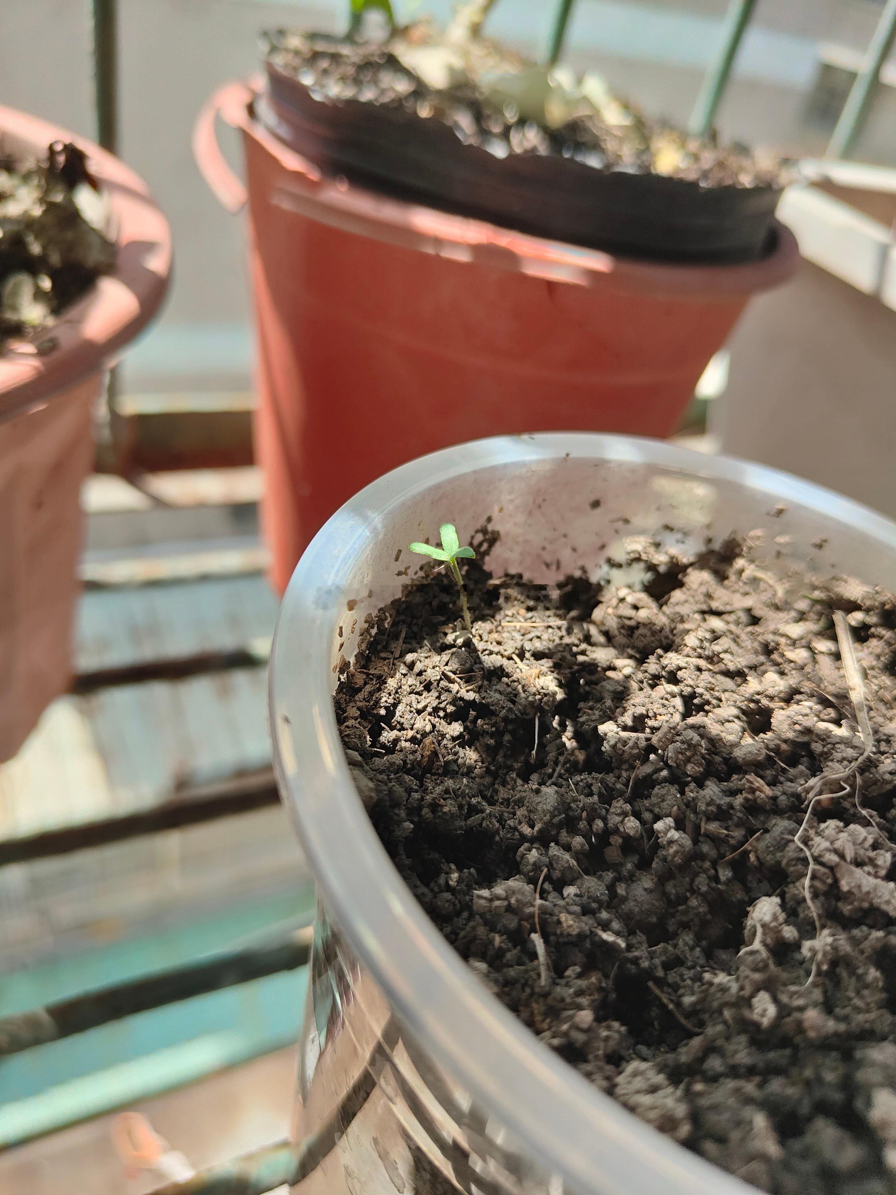 小番茄的果实也发芽了这应该不是杂草吧？感觉像是下面的小芽因为我盖土太厚了，翻了一