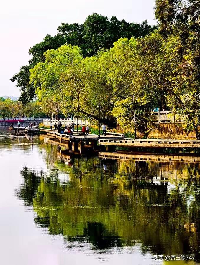 大榕树可是鸟的天堂[灵光一闪][灵光一闪][灵光一闪]