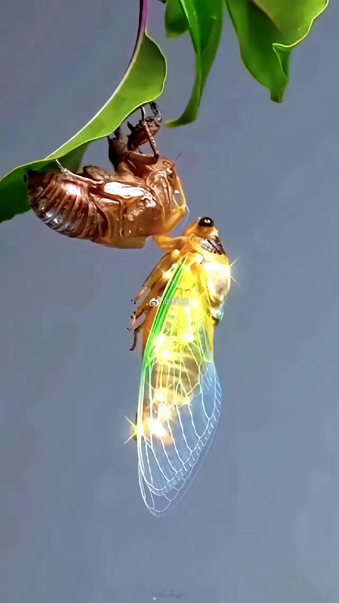 金蝉，见者财源滚滚来 ​​​