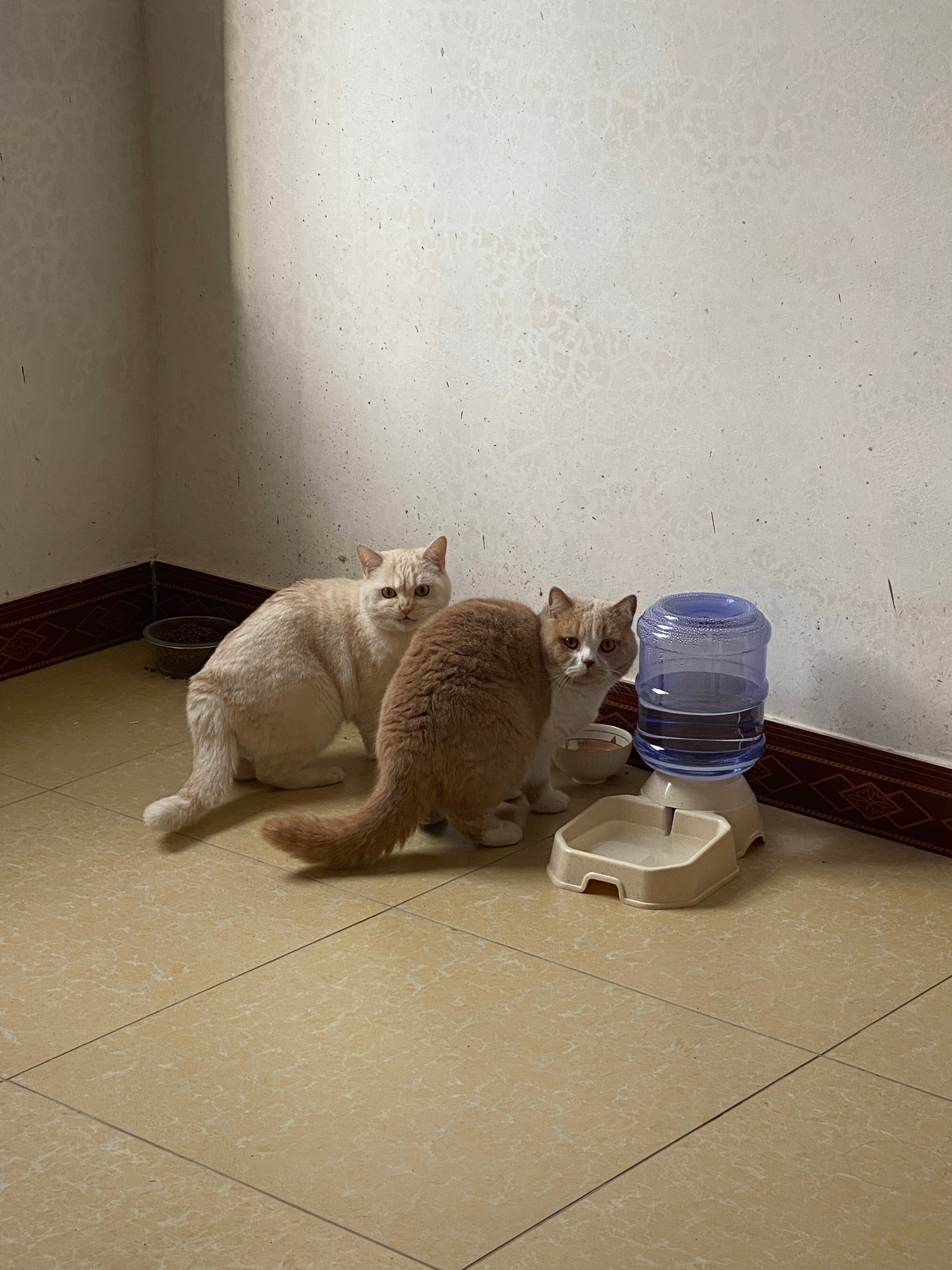 回乡一惊一乍的小猫 