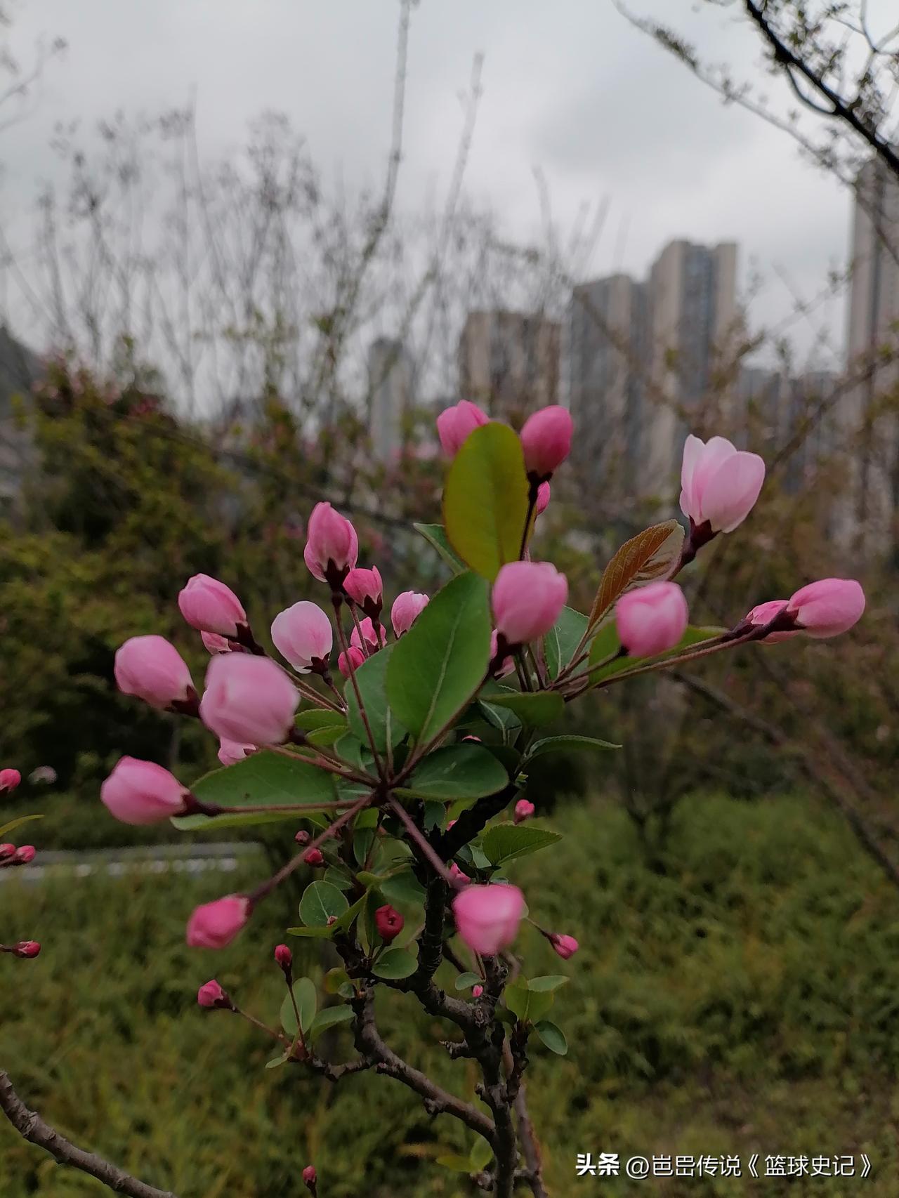 手机里花卉照片