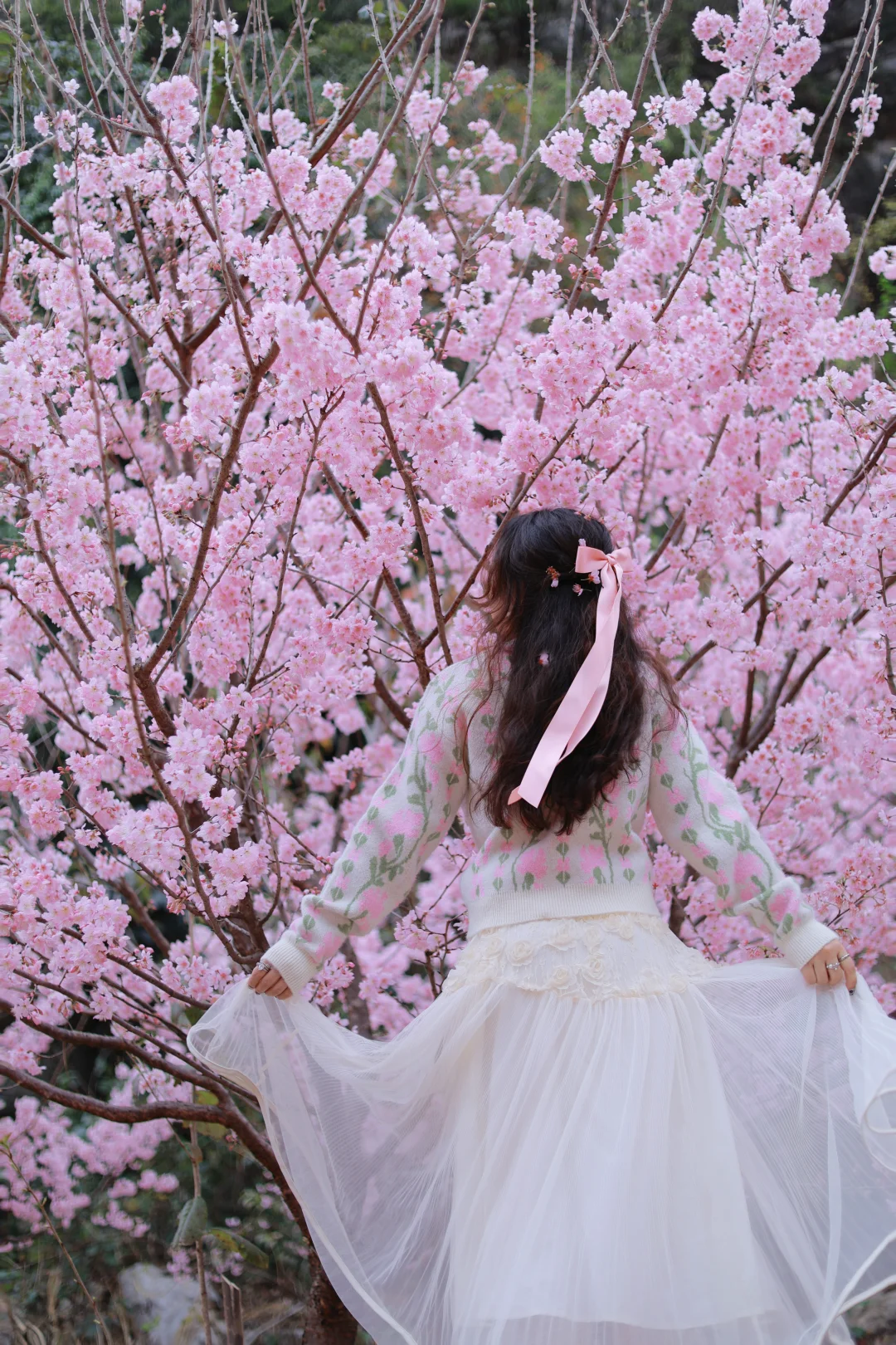 柳州拍照｜春日樱花🌸春天浓度100%