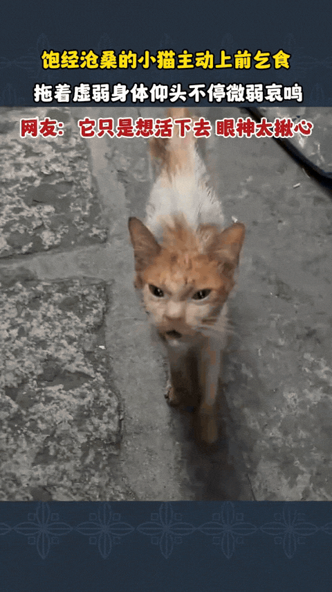 饱经沧桑的流浪小猫，拖着虚弱的身子主动上前乞食。
它仰着头，发出一声声微弱的哀鸣