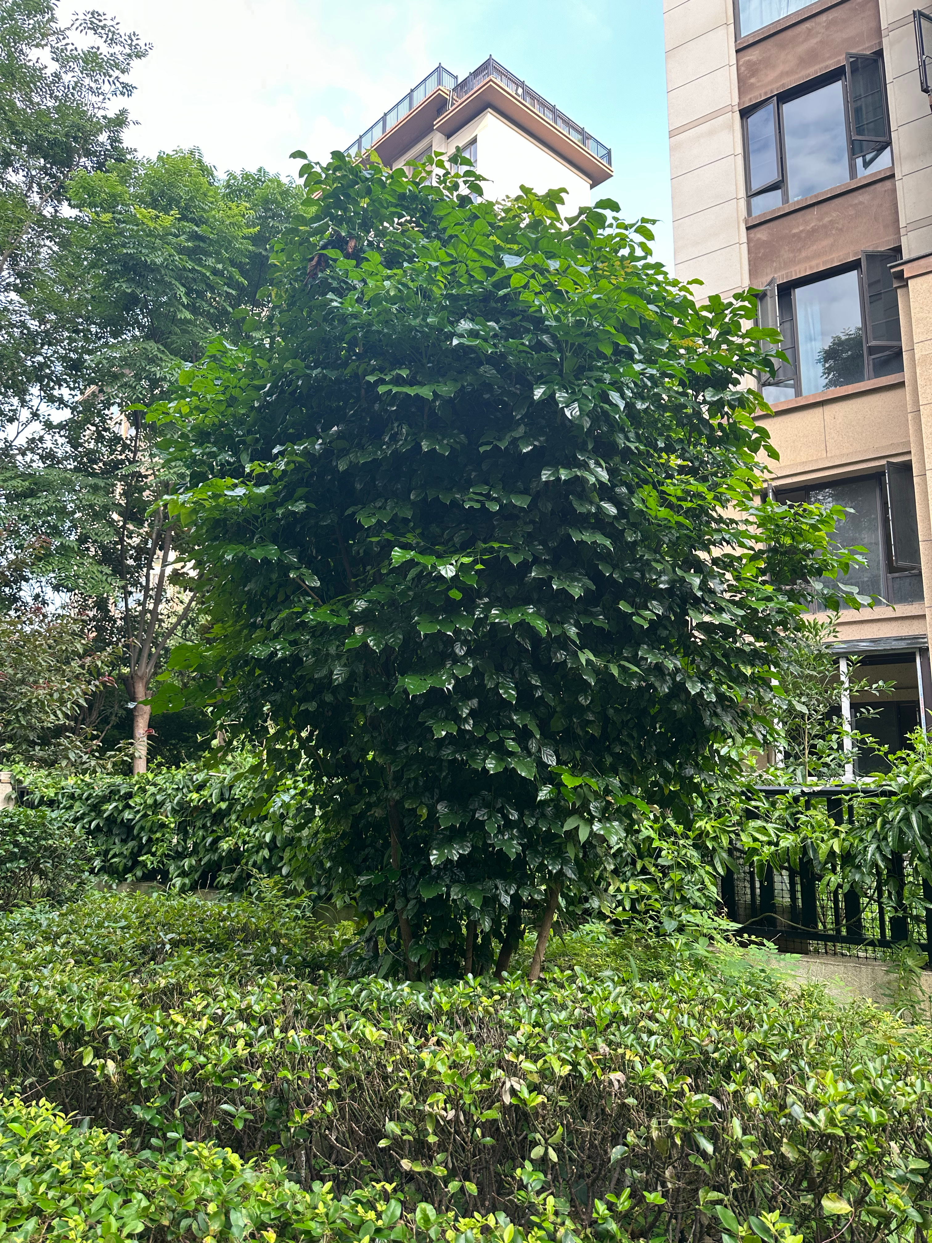 呵呵 珂珂曝叶珂今年生的孩子是黄晓明的