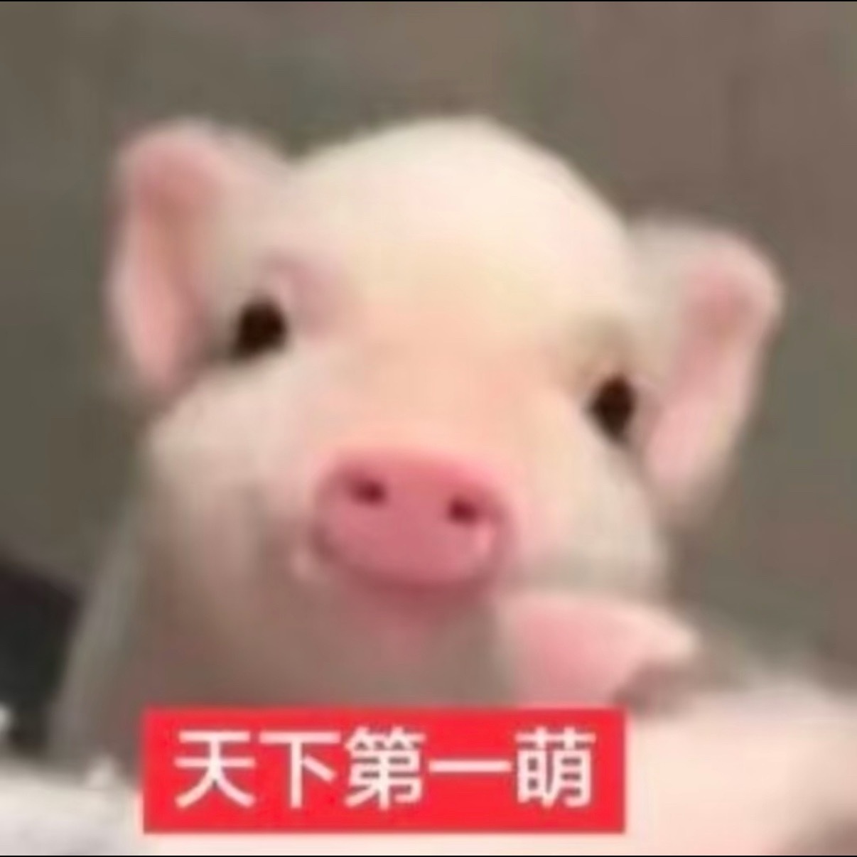 ≽^⚈⩊⚈^≼ ​​​