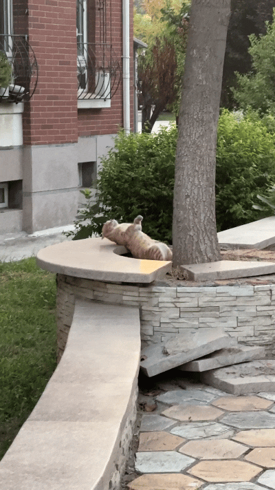 楼下花园里这只橘猫，脑袋使劲往后仰，身子还不停扭动。有人说它搁这儿锻炼身体减肥嘞