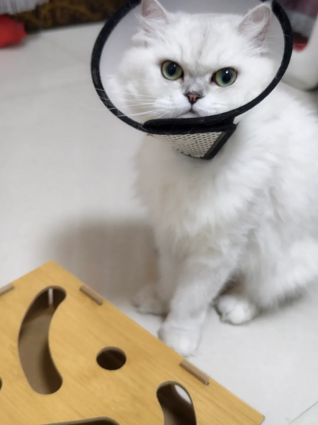 超治愈的小猫咪嘿嘿