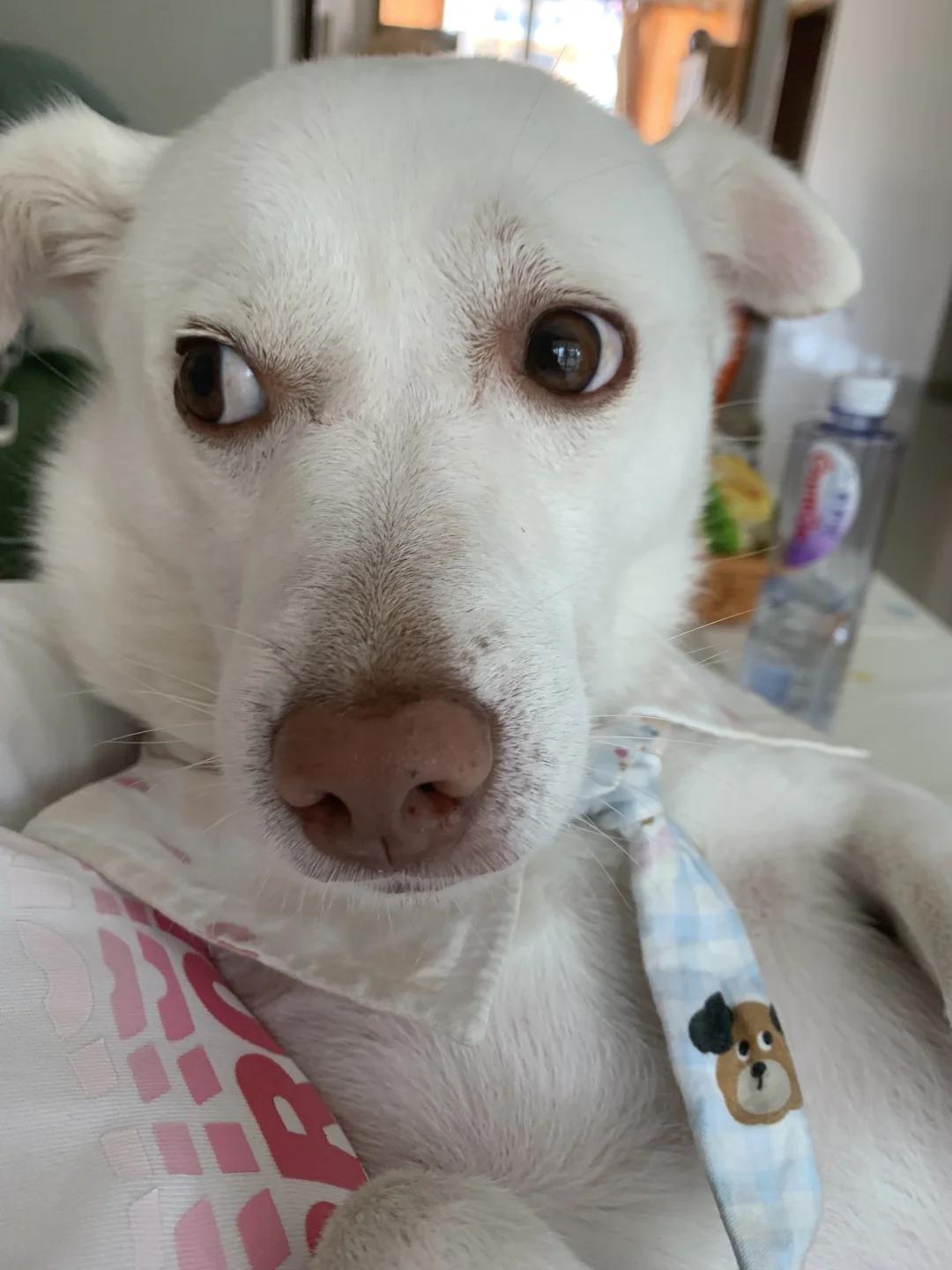 人，你吓到笨小狗了👀