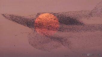 12月7日上午，记者联系多名摄影爱好者及外地游客，他们在近日还拍到了“鸟浪化鲲”