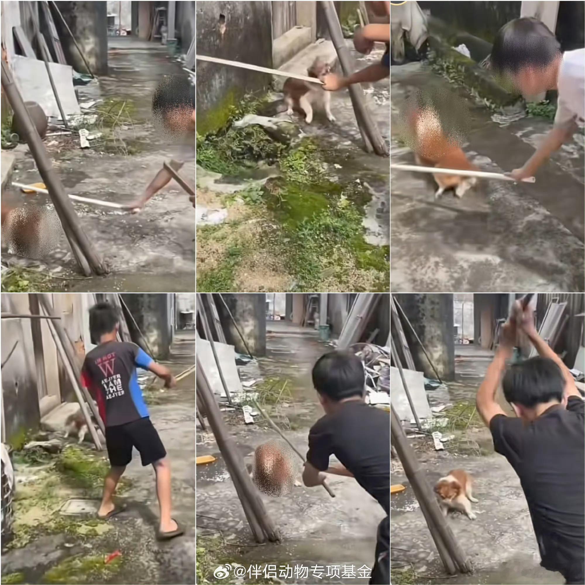 这两年，虐猫虐狗的事情经常曝出，动物保护人士群情激愤，但好像每次施虐者都没有受到