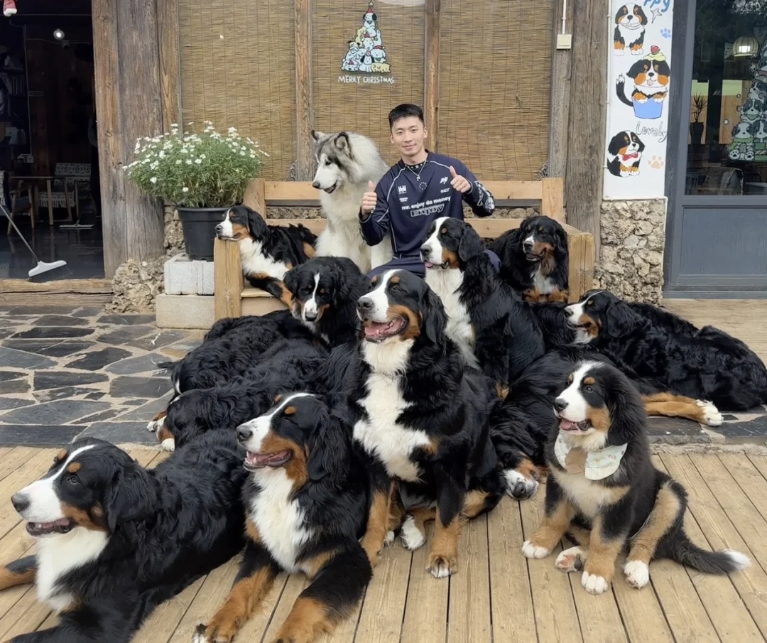 看上了哪只狗🐶