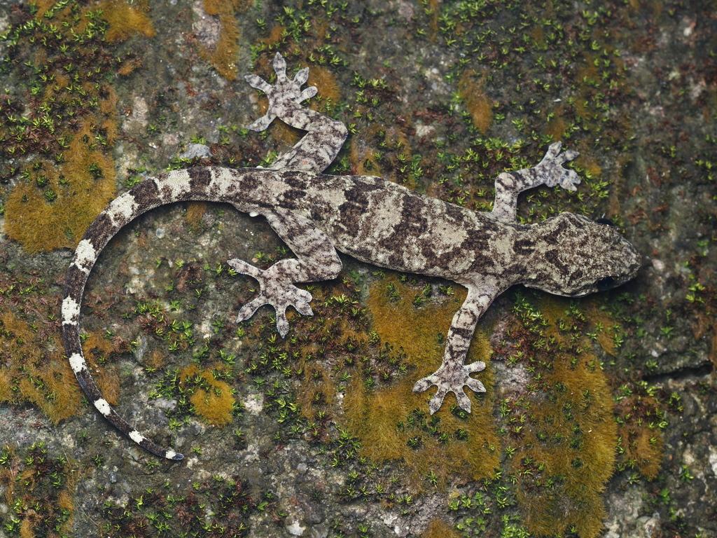 壁虎（动物们190）

中国壁虎,又称守宫、盐蛇， 是壁虎科壁虎属的一种爬行动物