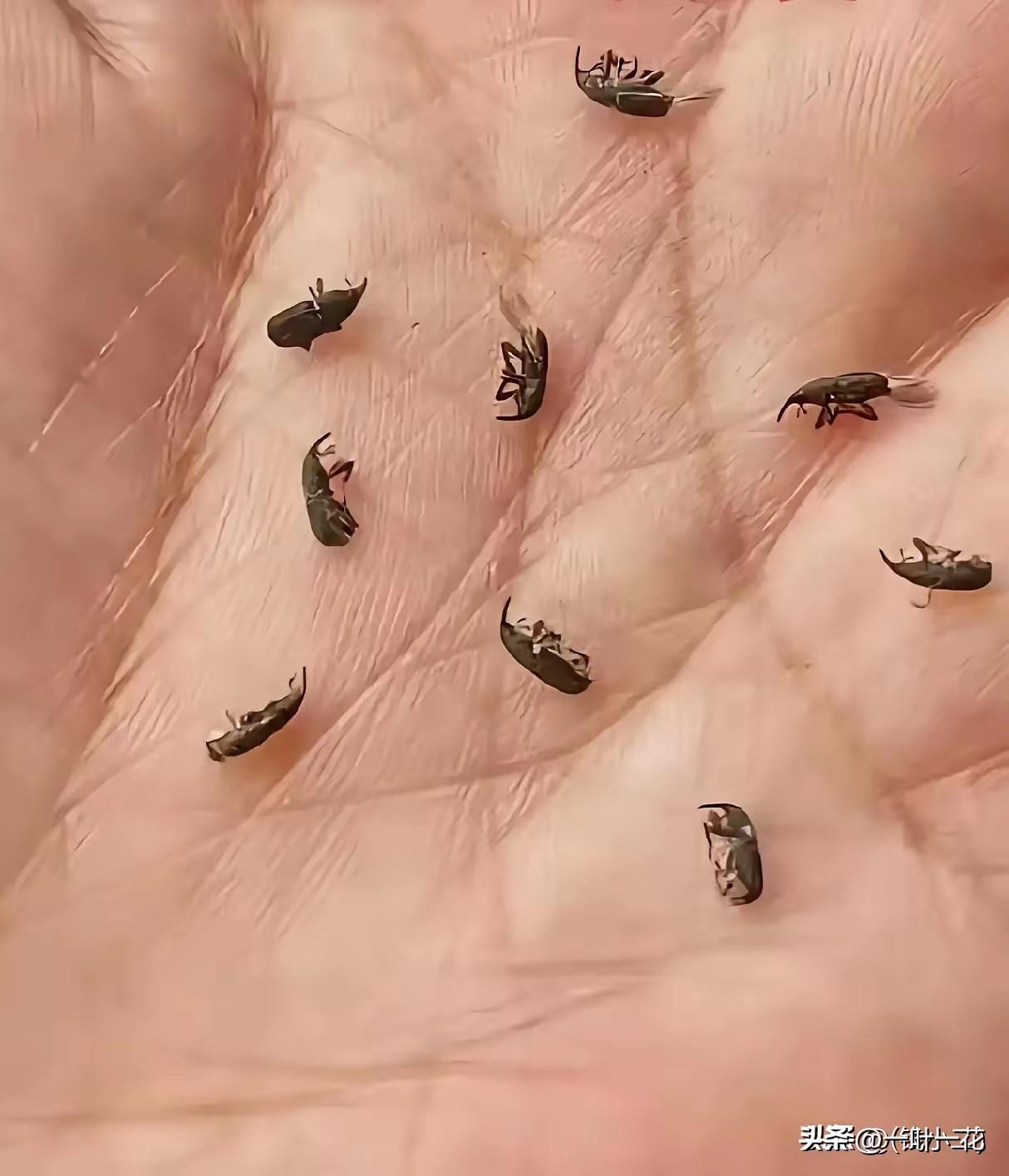 这个虫子，每个人都吃过，它就喜欢吃米。
米里面都有，所以米饭里带有很多这样的虫子