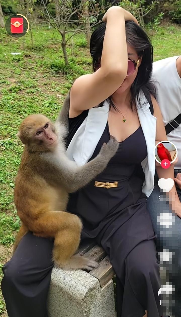 龙虎山的猴子太精明了！给它们投喂的时候他们会选择性的去挑选食物，从不将就！看到长