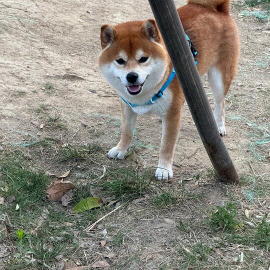 麻麻你快看啊 我又找到了一个球球🎾