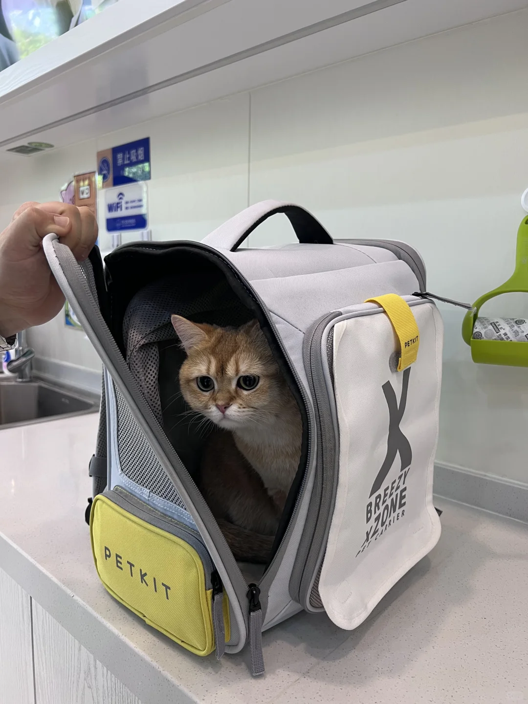 偷感很重的小猫咪
