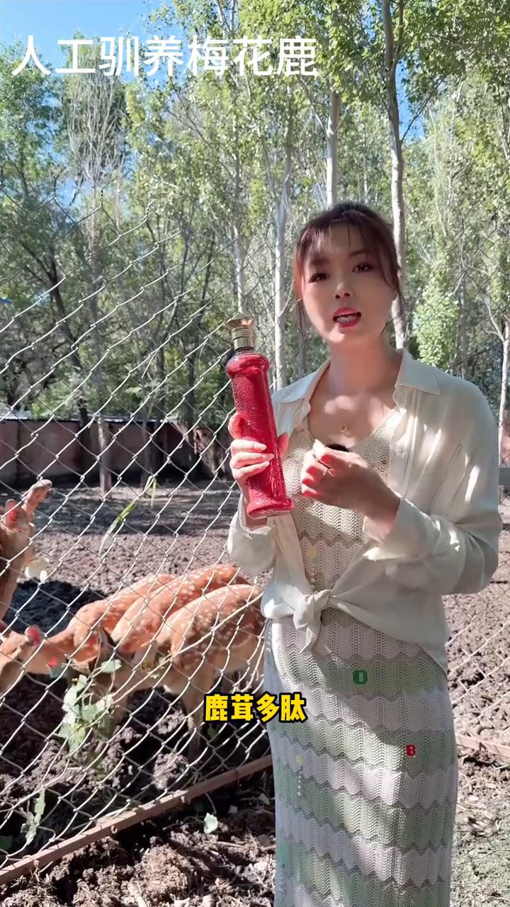 人工驯养梅花鹿。
鹿茸血可以直接生喝吗？为什么要加酒？不建议大家直接饮用，因为鲜