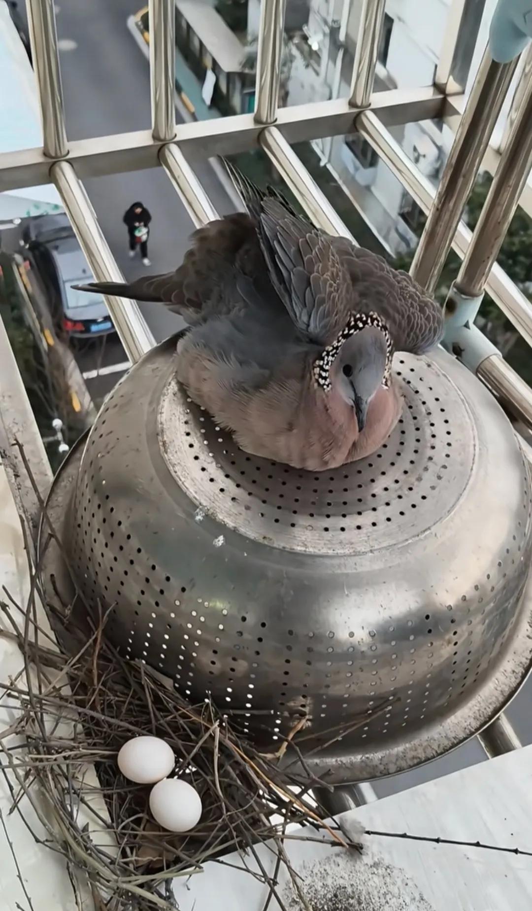 这是什么鸟啊？在我家阳台这都筑巢下蛋了！