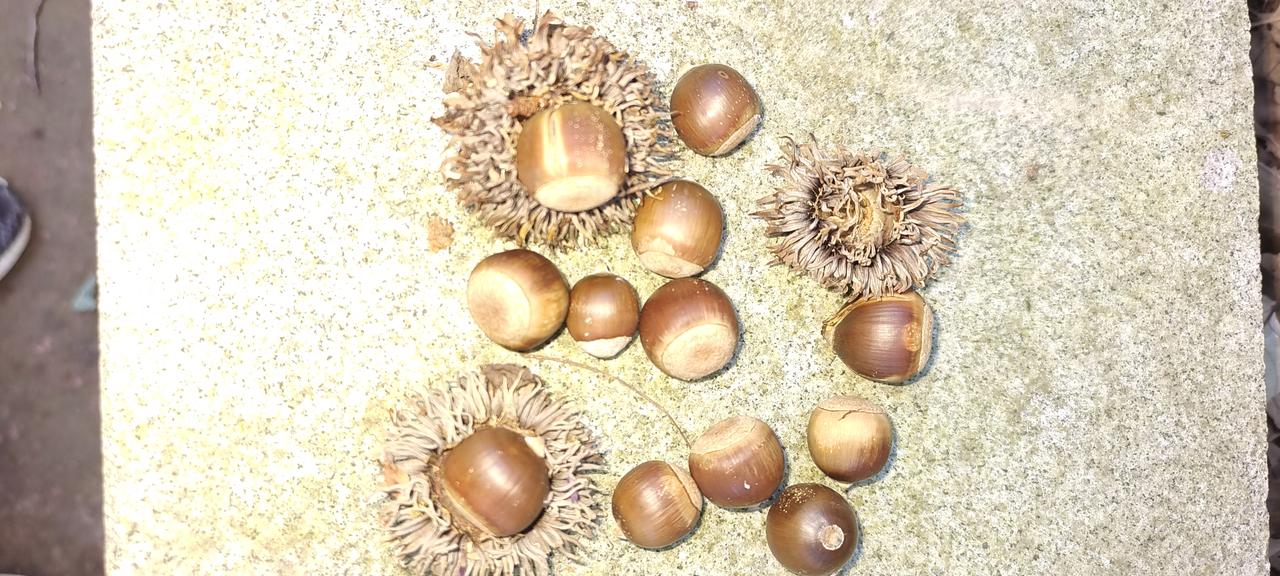 918看到橡子，我就想起了我爷爷在沈阳给日本人劳工的日子
9月18日，我在山上锻