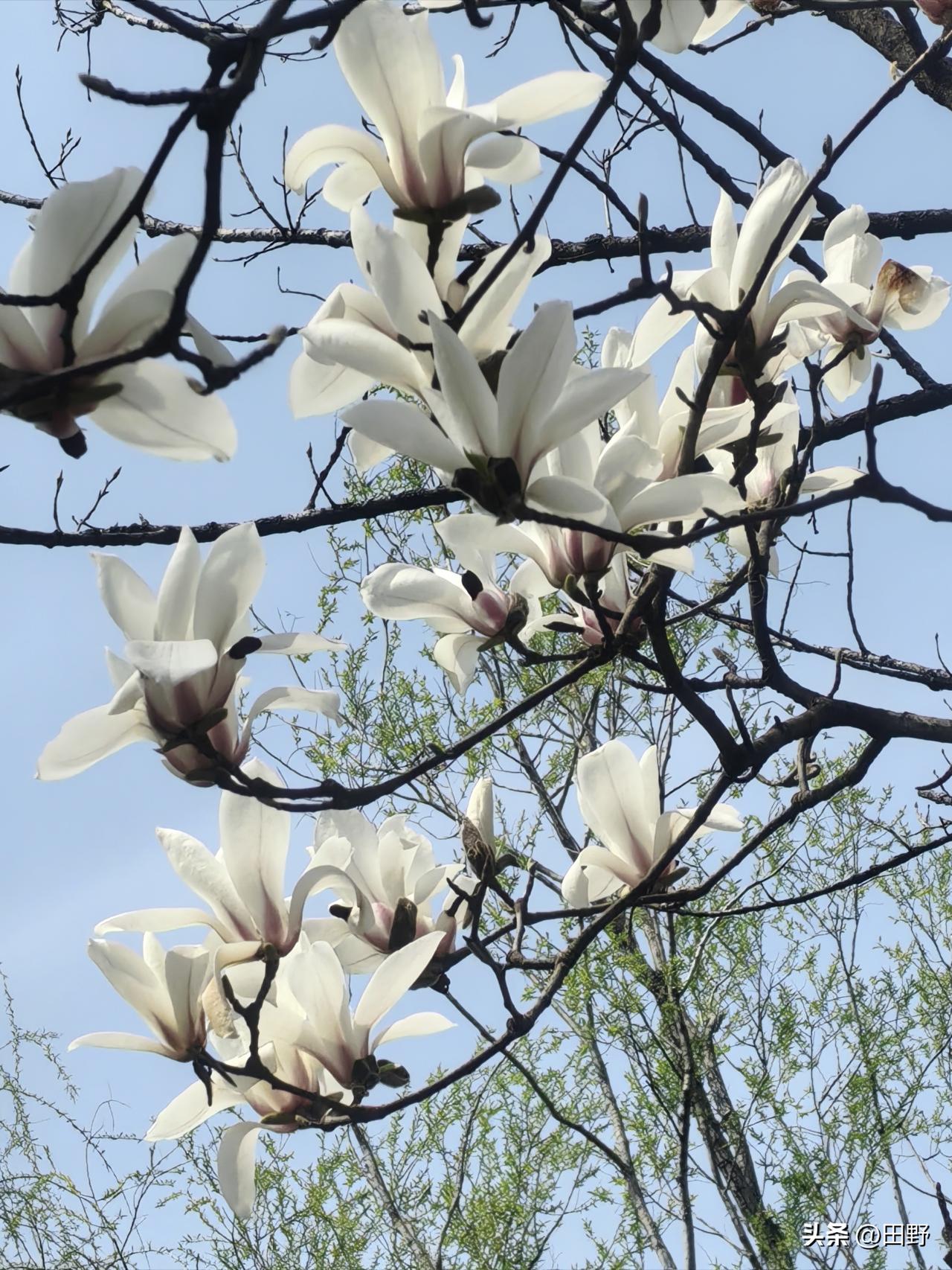 看看你拍的玉兰花