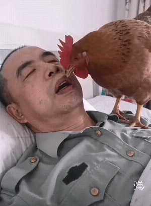 这只老母鸡真会找地方生蛋![捂脸]