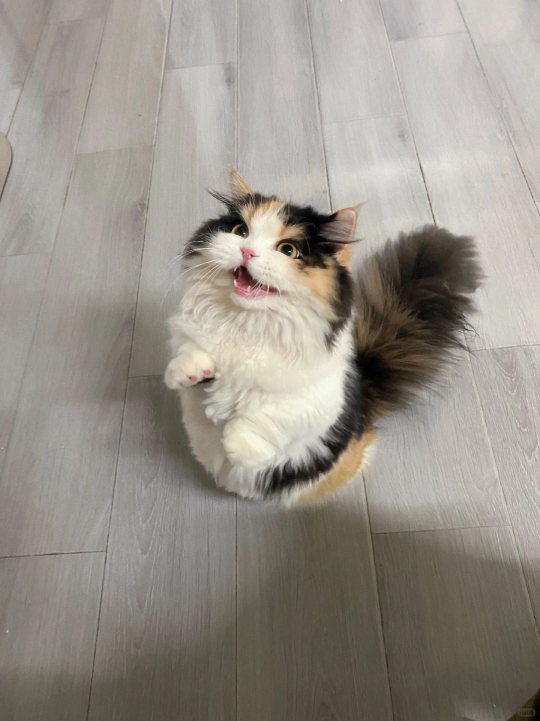 第八届猫猫杯赖皮蛇模仿大赛现在开始❗️