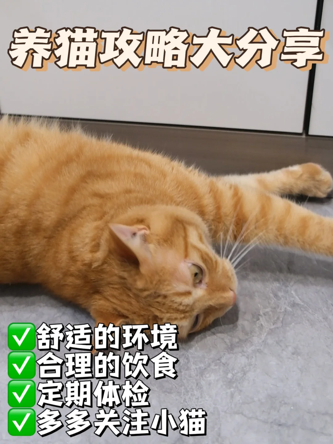 🐱养猫咪攻略：打造猫咪幸福生活的秘诀💖