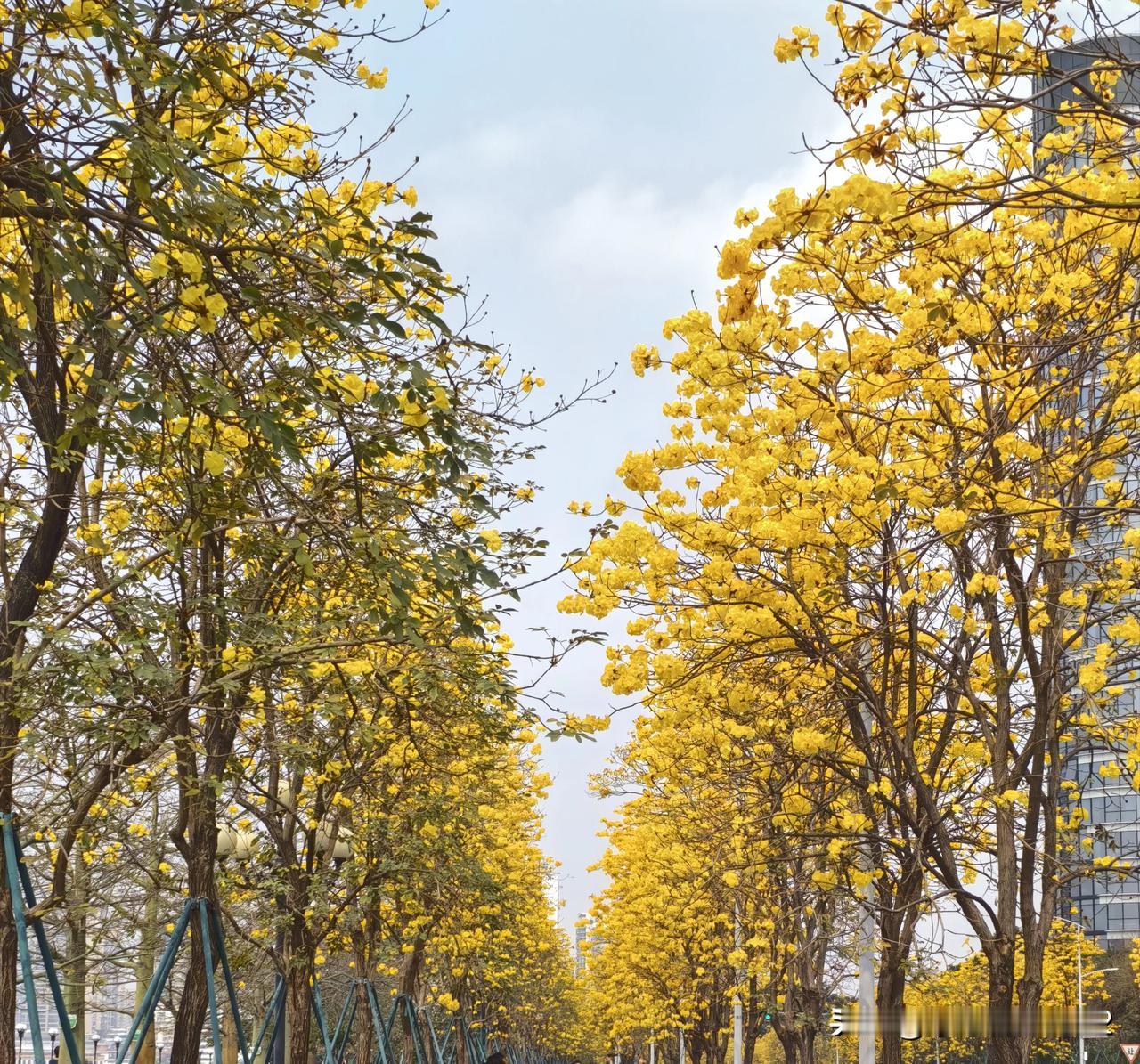 洲头咀公园，环岛路马路两边，连绵几百米的黄花风铃木，让人真切感受到了春天的生机勃