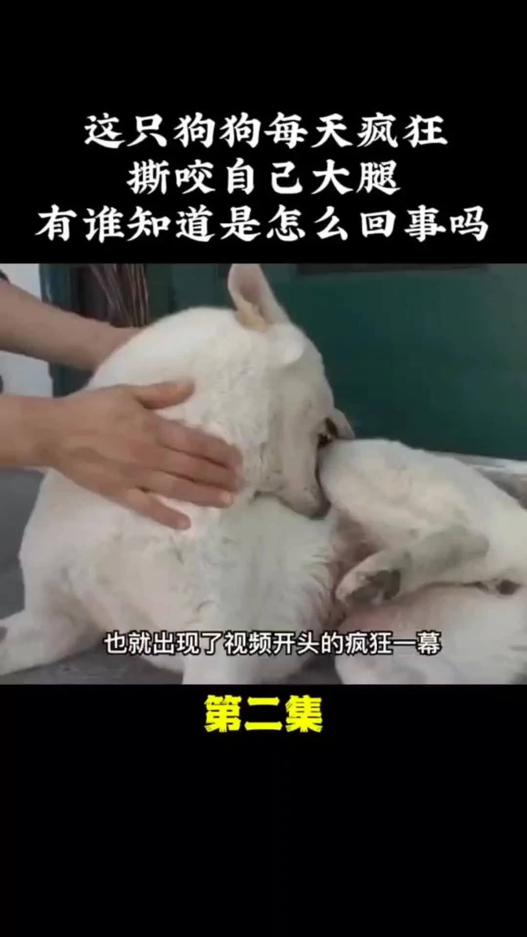 动物世界
