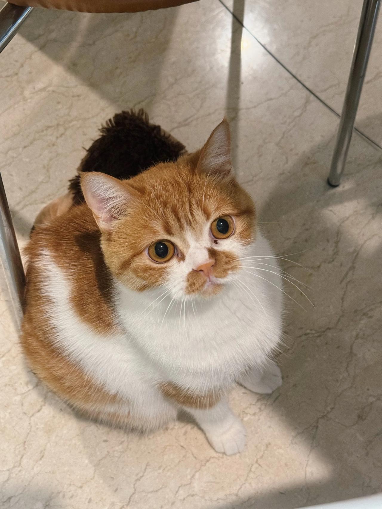 玩一会又过来撒会娇，咪咪真阔爱～
#萌宠# #猫咪#