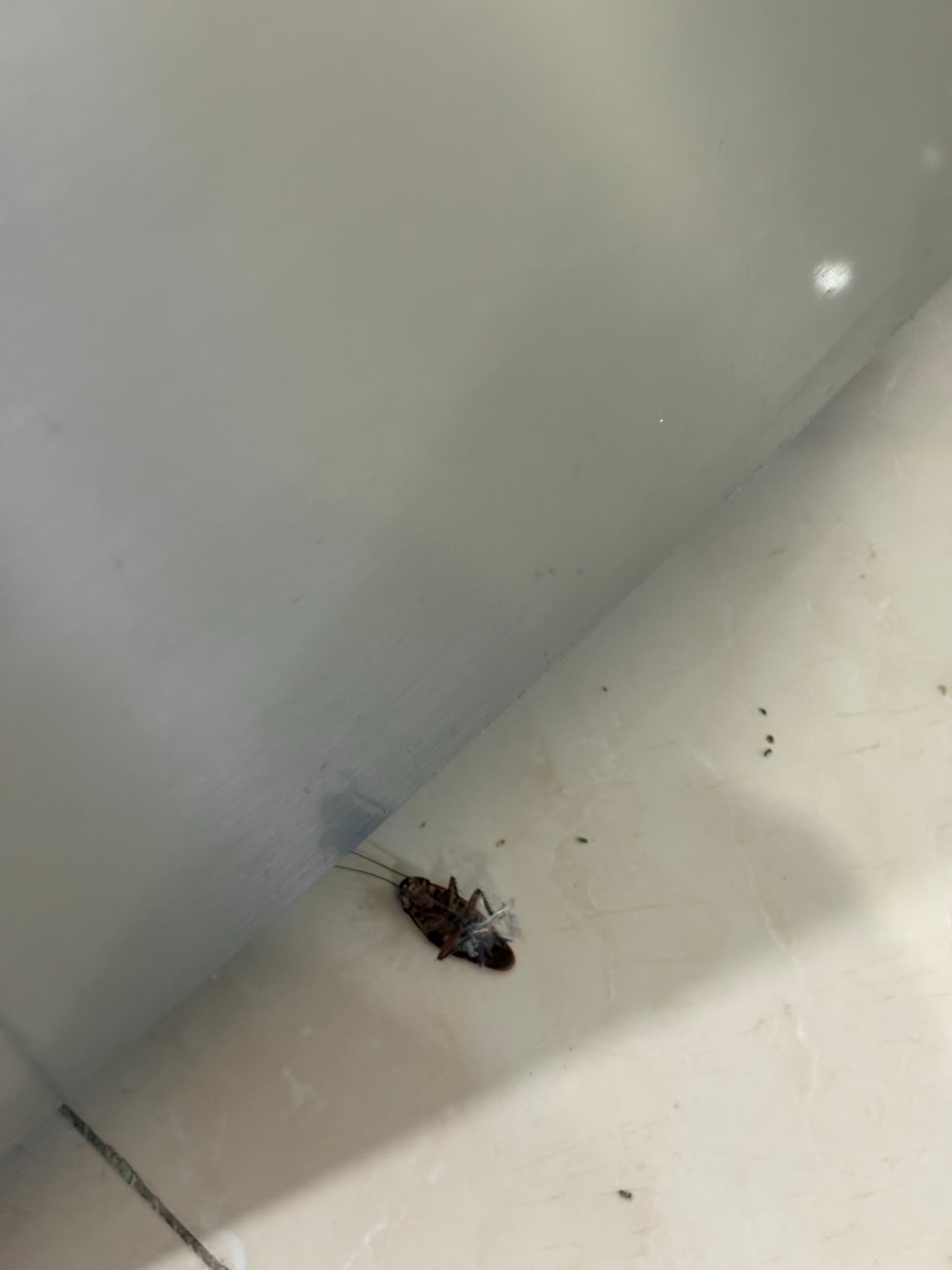 两个月没回老家，蟑螂都饿死了 
