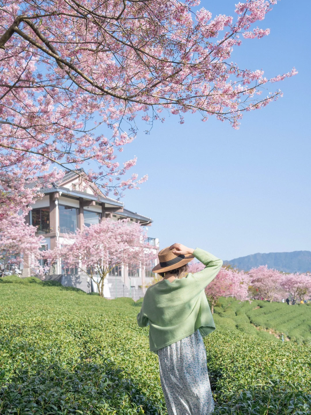 你只管向春天走去，会有好事发生🌸