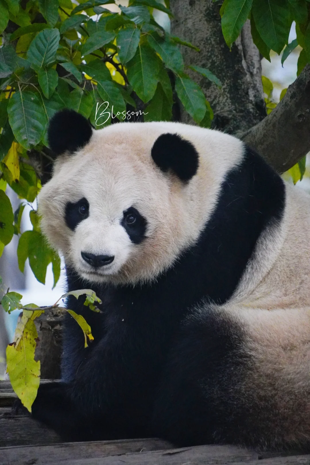 奶呼呼的奇缘25岁生日快乐，要健康平安