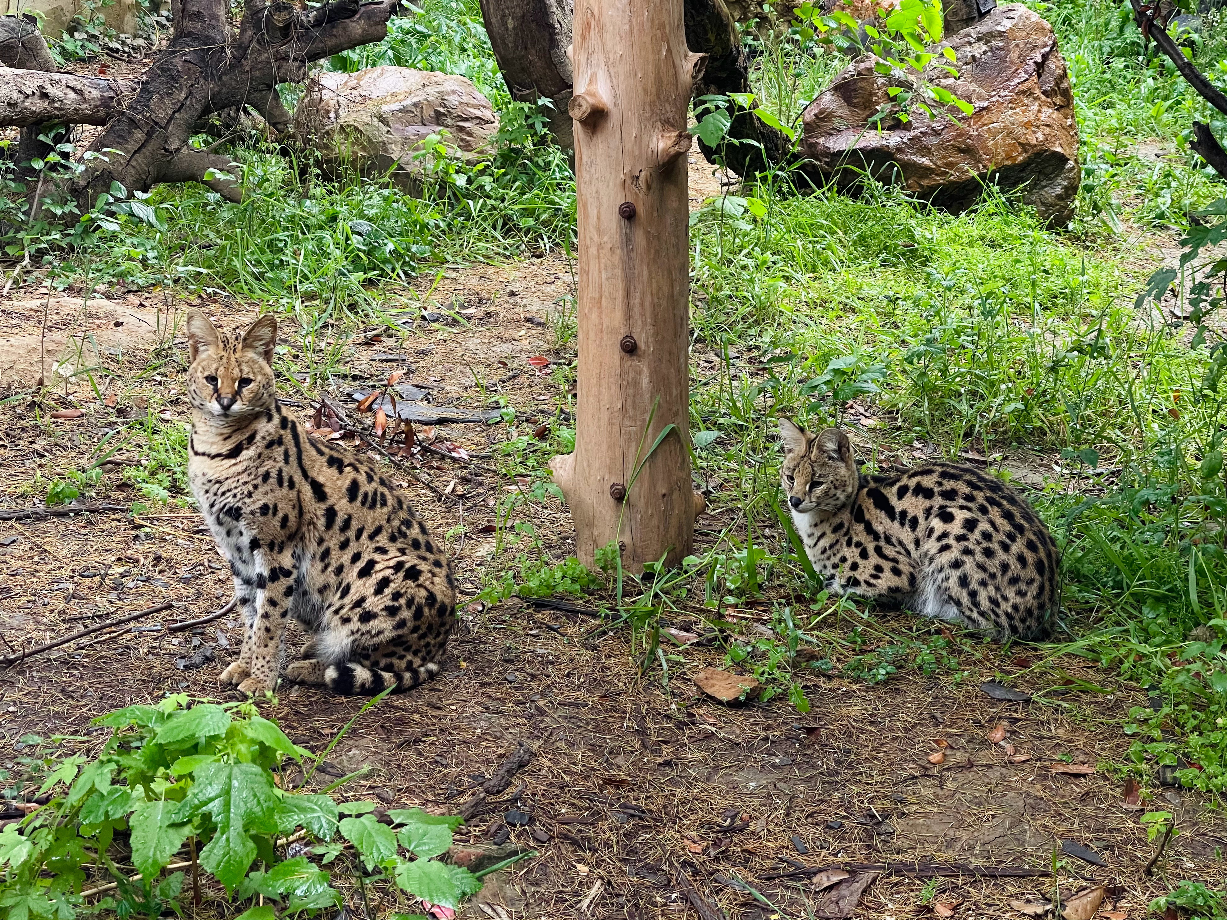 #南京市红山森林动物园##猫科星球##薮猫# 前两天温度低，妞妞闪电躲在后面，说