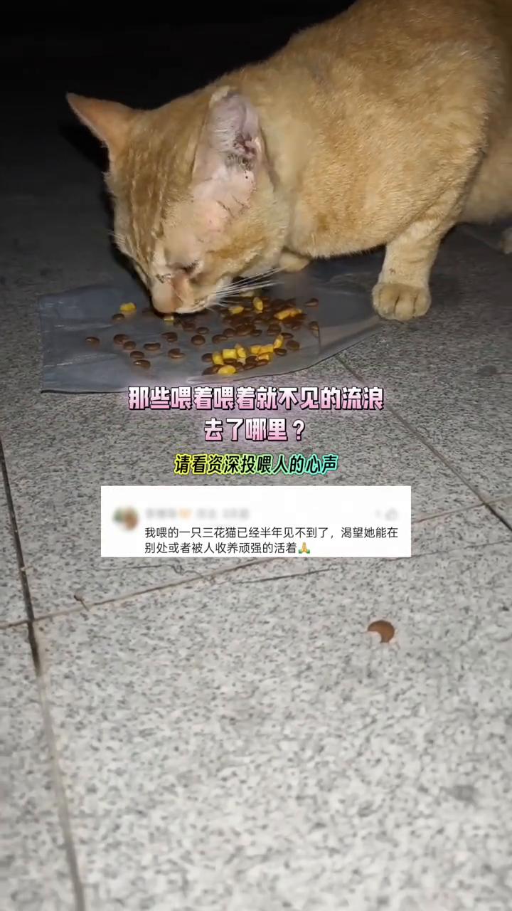那些喂着喂着就不见的流浪去了哪里？请看资深投喂人的心声。
我喂的一只三花猫已经半