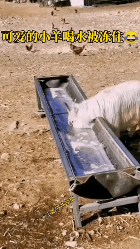小羊喝水被铁槽子给冻住了，这事看起来有些不可思议，也许跟这个铁槽子有关系，过去我