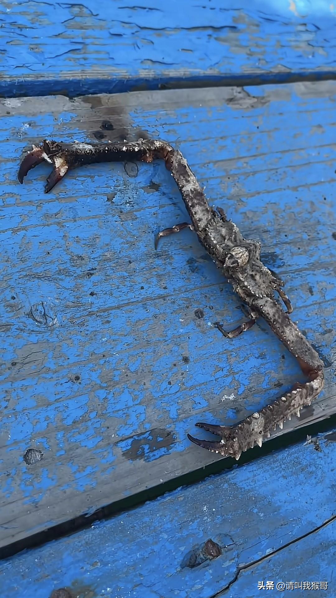 这种螃蟹🦀有谁见过？