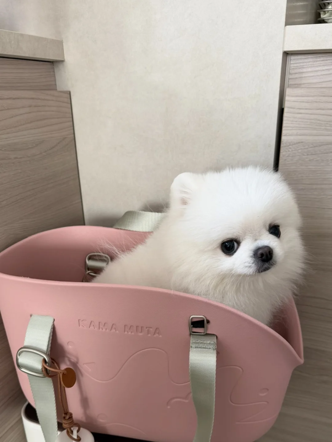 我只是犯了每只小狗都会犯的错🥹