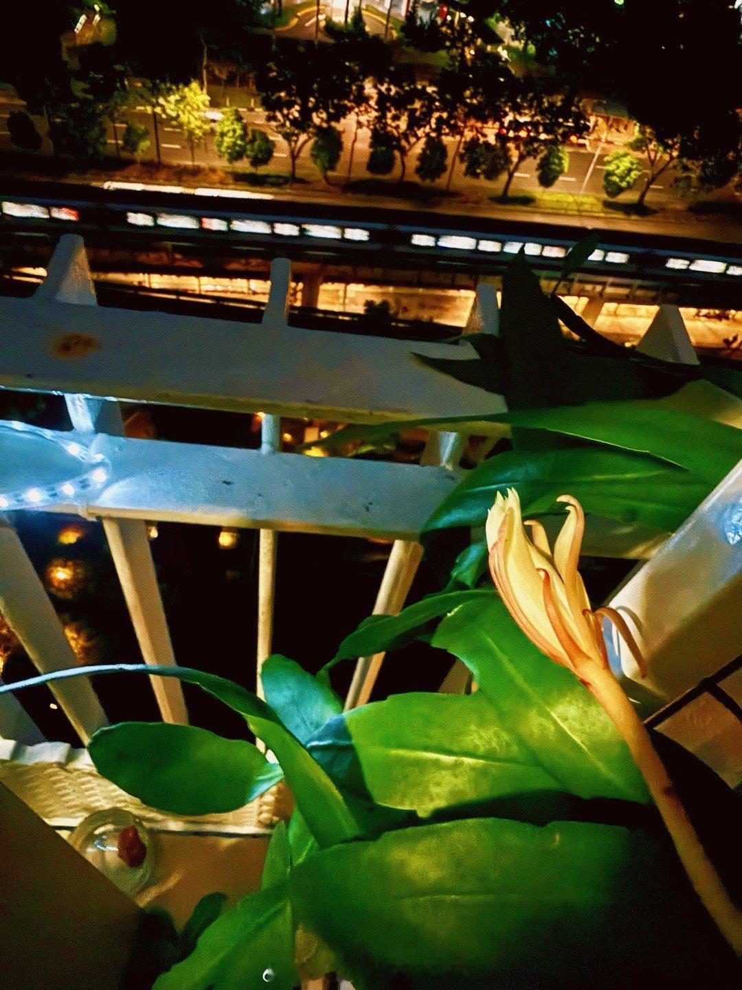 回到家 发现昙花要开了