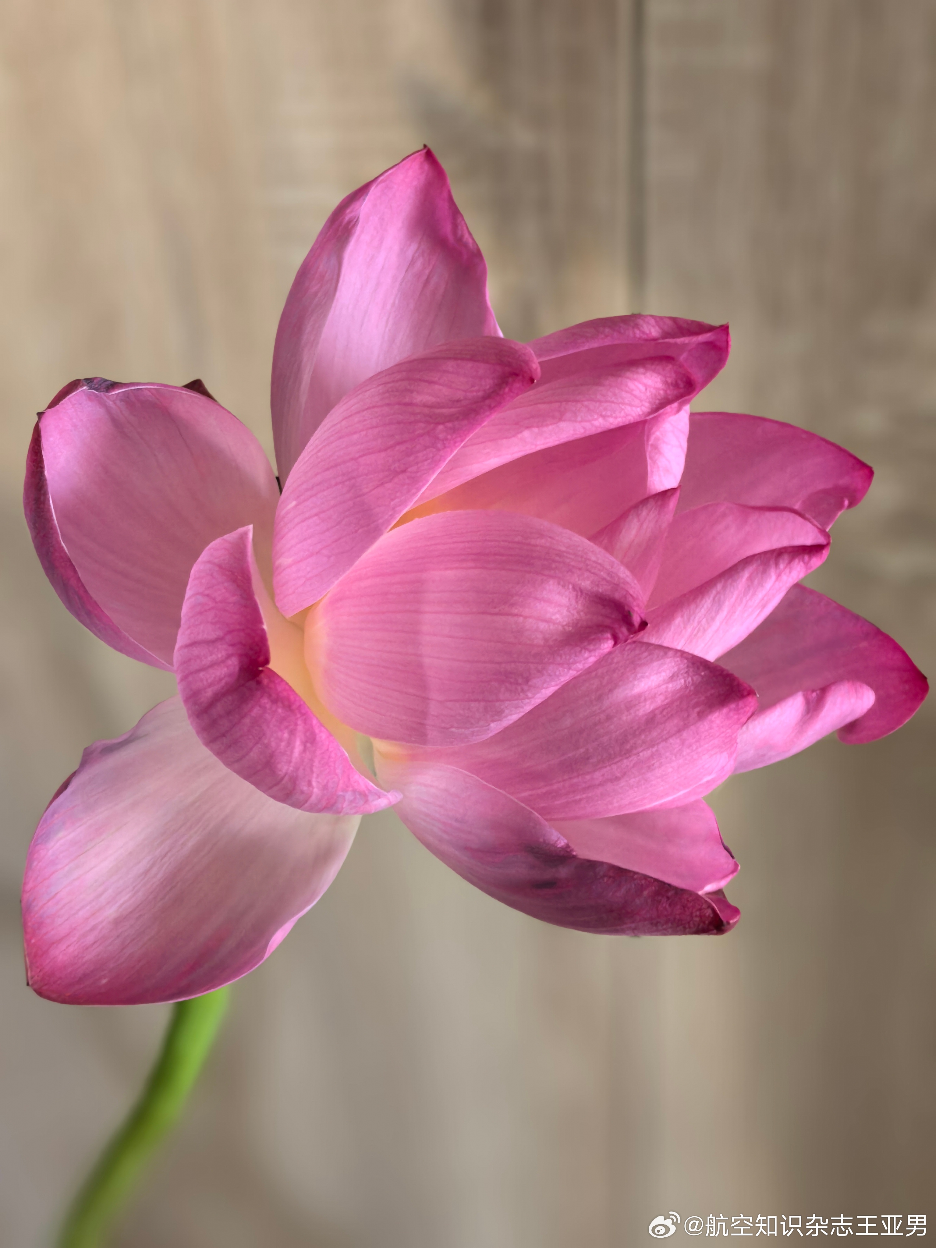 昨天买的插花，今天早上开了。 ​​​