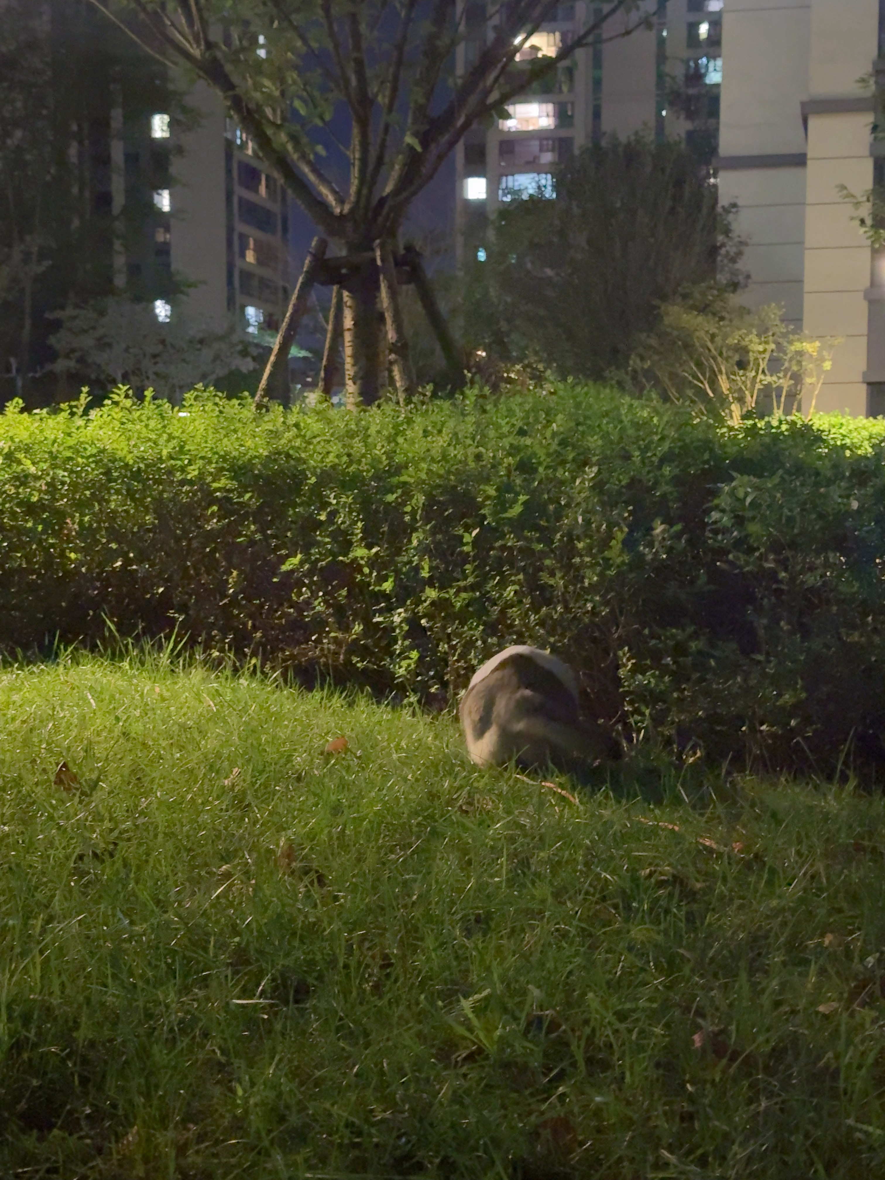 妹妹天使小猫来的