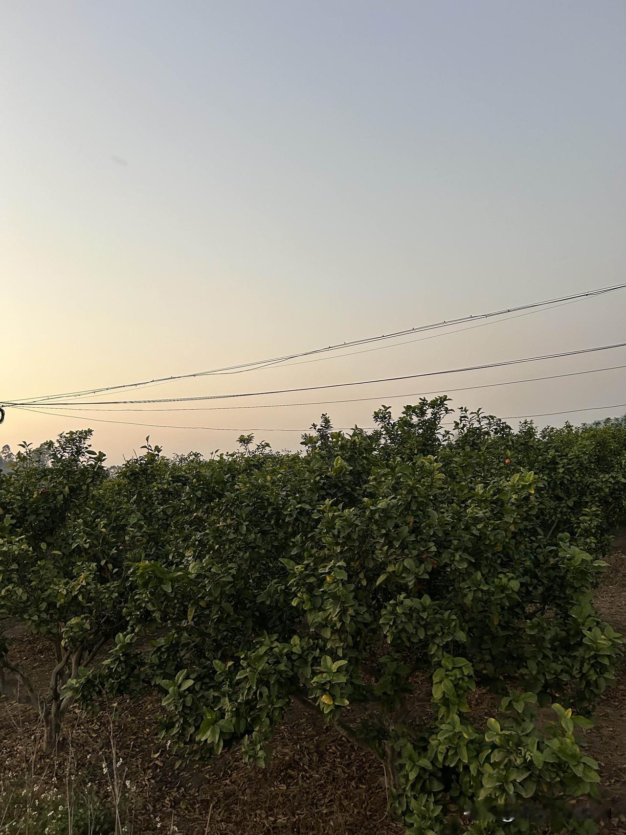 现在水果种植业就是两广地区最常见，

最受到普通老百姓青睐的产业之一。

因为大