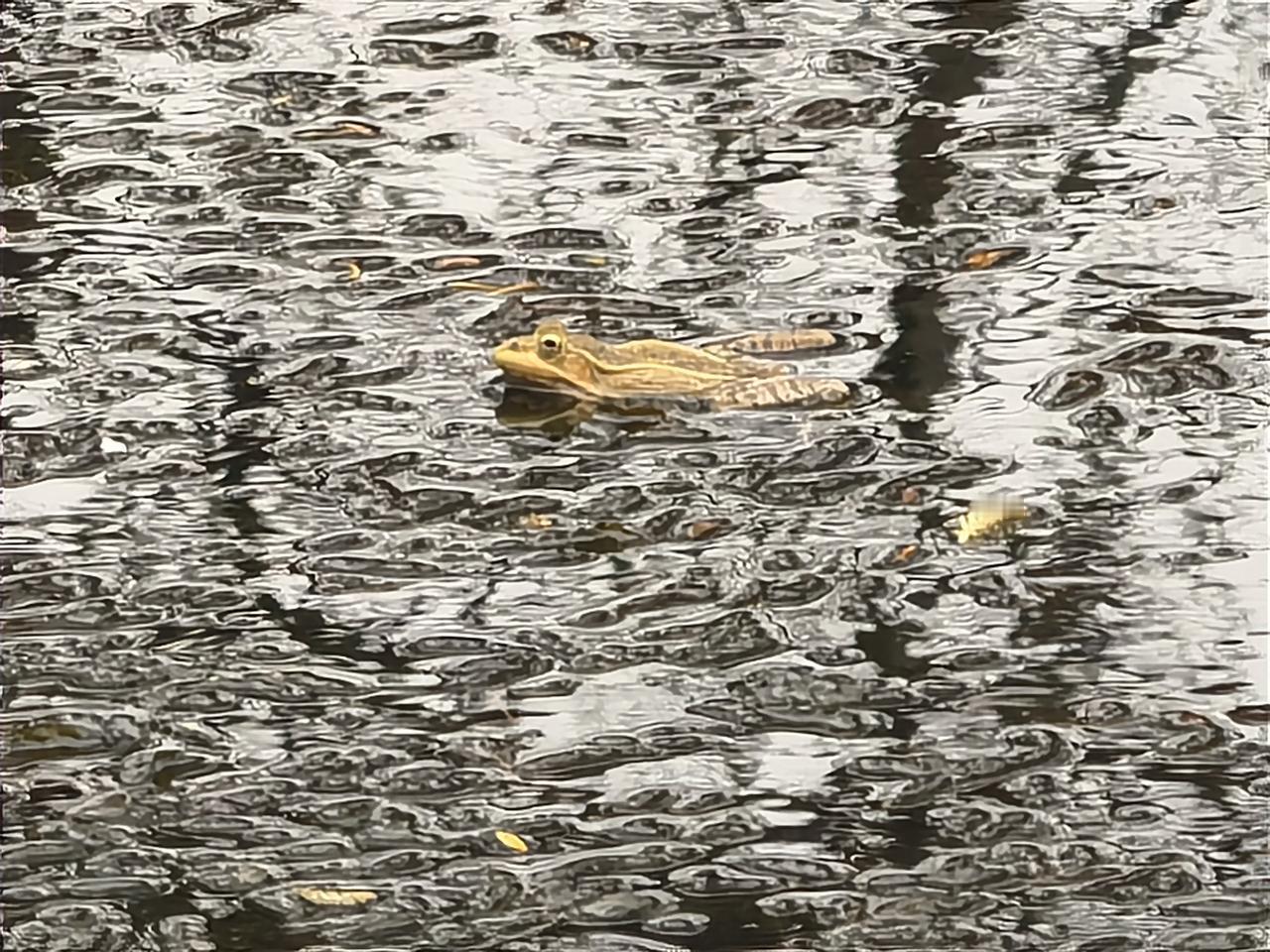 青草池塘处处蛙。
小野塘里又长满了水草。蛙声又升起，清脆亲切。
总记得小时候的蛙
